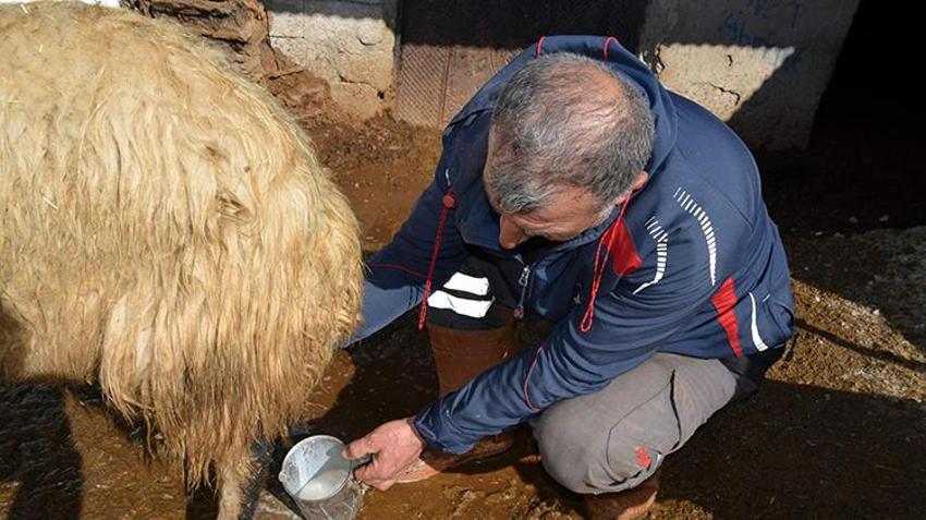 Soba başında bebek gibi bakılıyor: Annesi ölen kuzuya bebek gibi bakıyor: Karbeyaz artık evin üyesi oldu