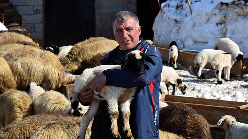 Soba başında bebek gibi bakılıyor: Annesi ölen kuzuya bebek gibi bakıyor: Karbeyaz artık evin üyesi oldu