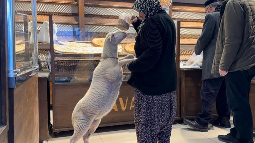 Bursa'da 3 aylık kuzuyu görenler şaşkın! Pide sırasına bile giriyor