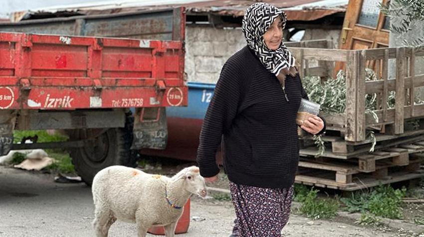 Bursa'da 3 aylık kuzuyu görenler şaşkın! Pide sırasına bile giriyor