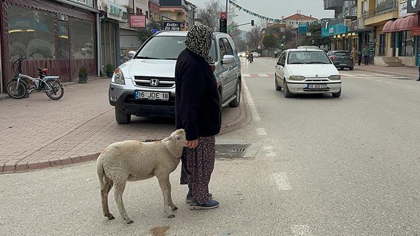 Bursa'da 3 aylık kuzuyu görenler şaşkın! Pide sırasına bile giriyor