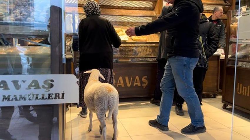 Bursa'da 3 aylık kuzuyu görenler şaşkın! Pide sırasına bile giriyor