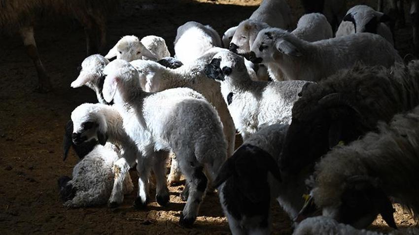 Kırsalda Bereket Küçükbaş Hayvancılığa Destek Projesi Van'da besicileri sevindirdi!