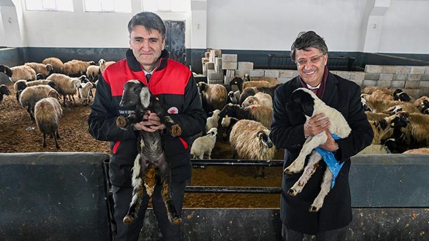 Kırsalda Bereket Küçükbaş Hayvancılığa Destek Projesi Van'da besicileri sevindirdi!