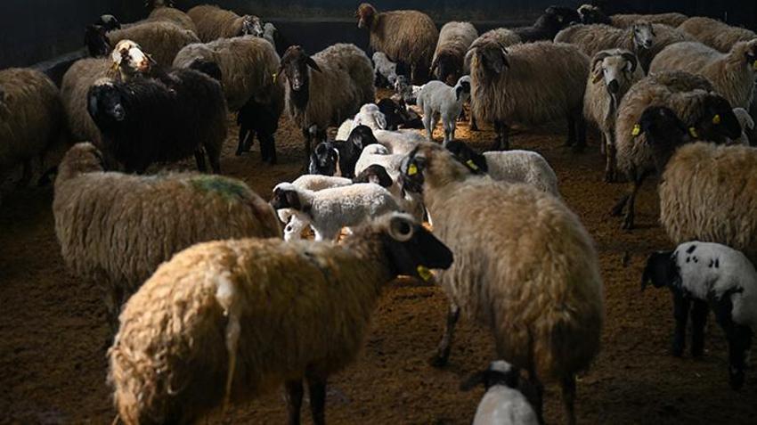 Kırsalda Bereket Küçükbaş Hayvancılığa Destek Projesi Van'da besicileri sevindirdi!
