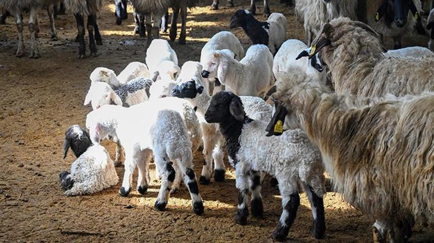 Kırsalda Bereket Küçükbaş Hayvancılığa Destek Projesi Van'da besicileri sevindirdi!