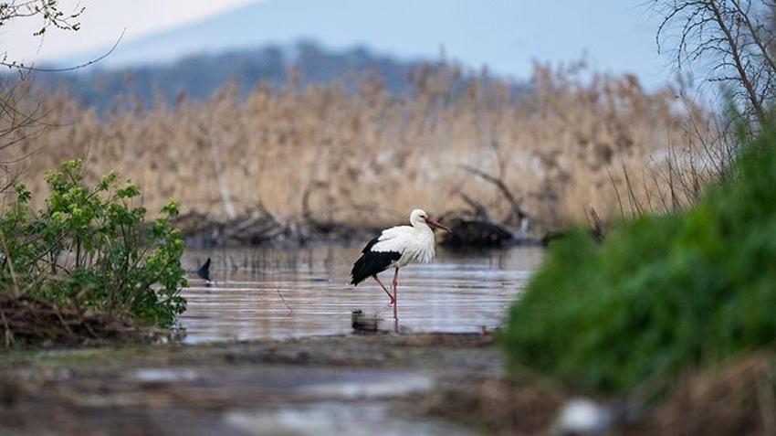 Yaren Leylek Geldi mi? Adem Amca ve Yaren Leylek 2026'da 15. Kez Buluştu!