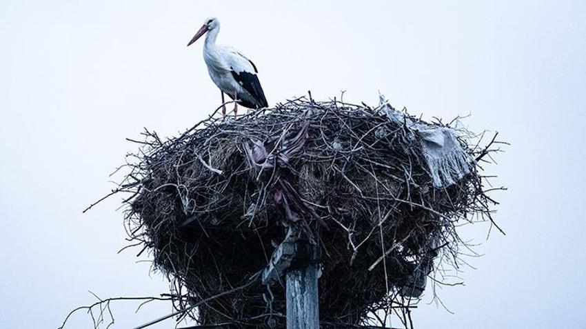 Yaren Leylek Geldi mi? Adem Amca ve Yaren Leylek 2026'da 15. Kez Buluştu!