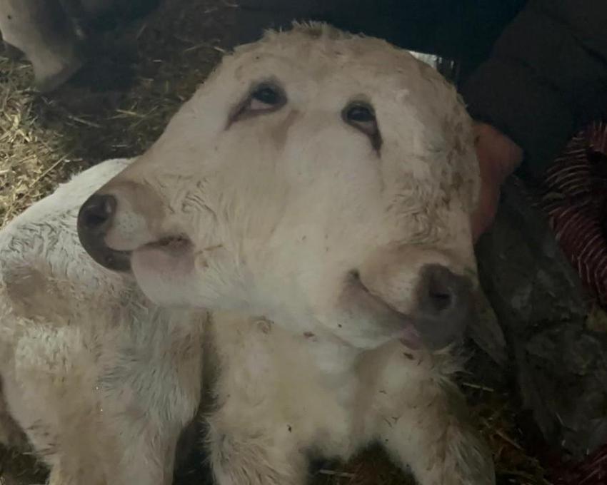 Erzurum'un köyünde görenler inanamıyor: İki tane kafası var