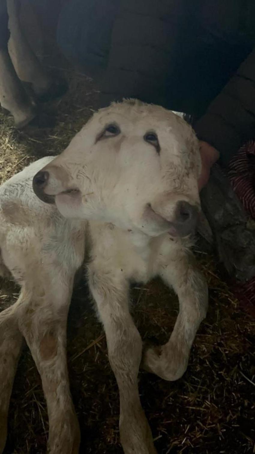 Erzurum'un köyünde görenler inanamıyor: İki tane kafası var