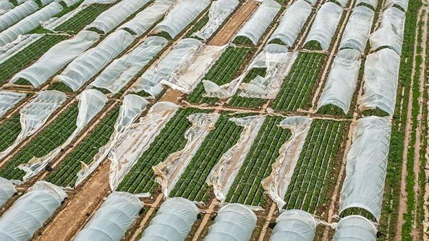 Antalya'da tarım felaketi! 14 bin hektar sular altında: Zarar 3 milyon liraya dayandı
