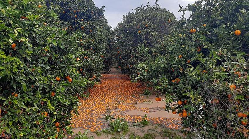 Antalya'da tarım felaketi! 14 bin hektar sular altında: Zarar 3 milyon liraya dayandı