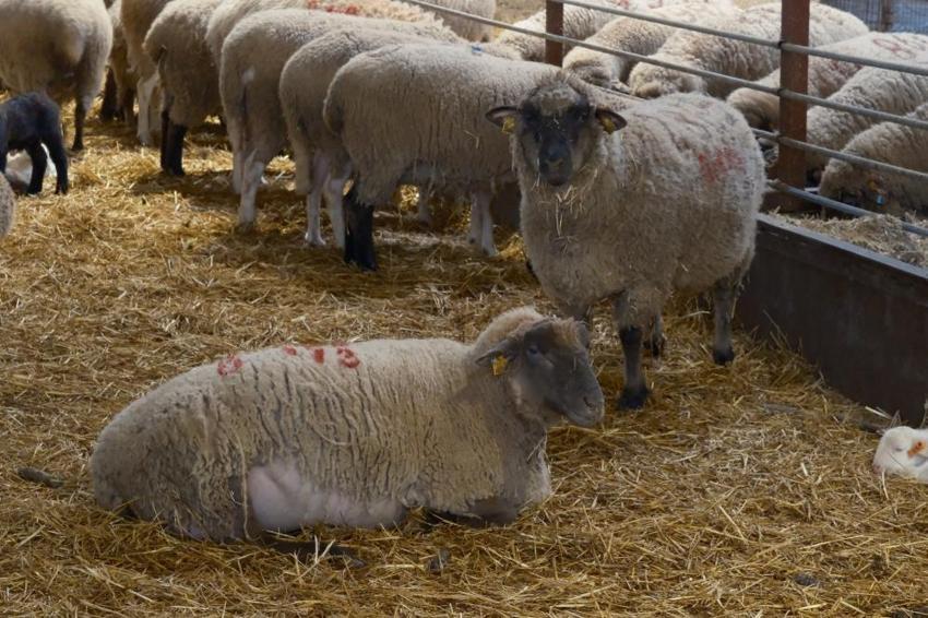 Hayvancılıkta yeni dönem: Suni tohumlama ile yüksek verimli sürüler geliyor