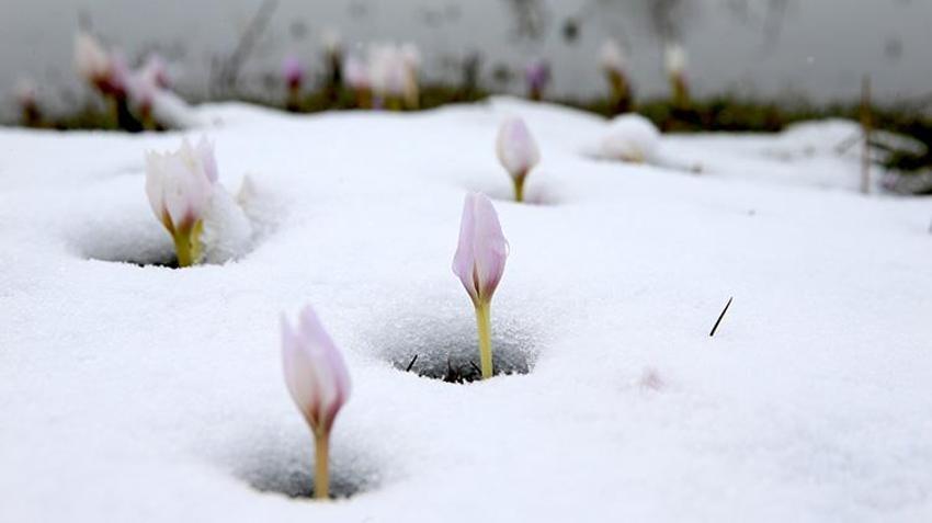 Bahar geldi derken Muş yeniden beyaza büründü! Çiğdemler çiçek açtı