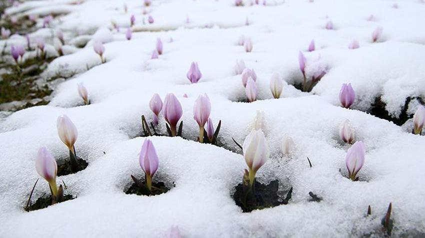 Bahar geldi derken Muş yeniden beyaza büründü! Çiğdemler çiçek açtı