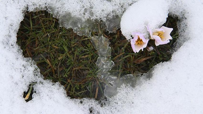 Bahar geldi derken Muş yeniden beyaza büründü! Çiğdemler çiçek açtı