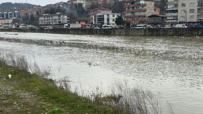 Zonguldak Alaplı Çayı yüzlerce kuş türüne köprü oluyor