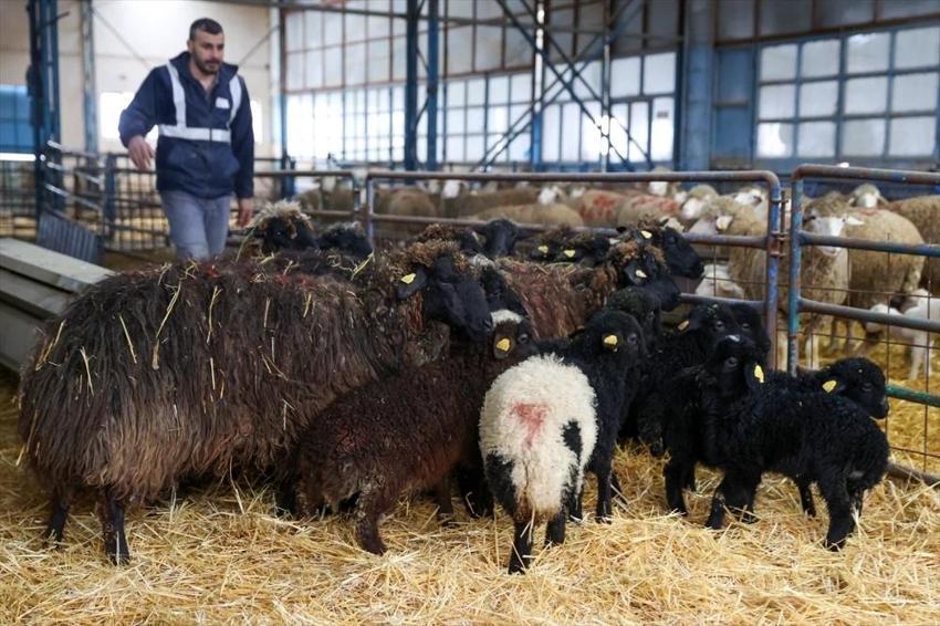 Konya'da çoğaltıldı: Bu koyun hastalanmıyor, yem olmadan hayatta kalıyor!