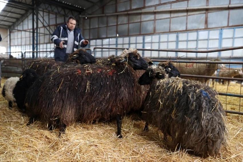 Konya'da çoğaltıldı: Bu koyun hastalanmıyor, yem olmadan hayatta kalıyor!