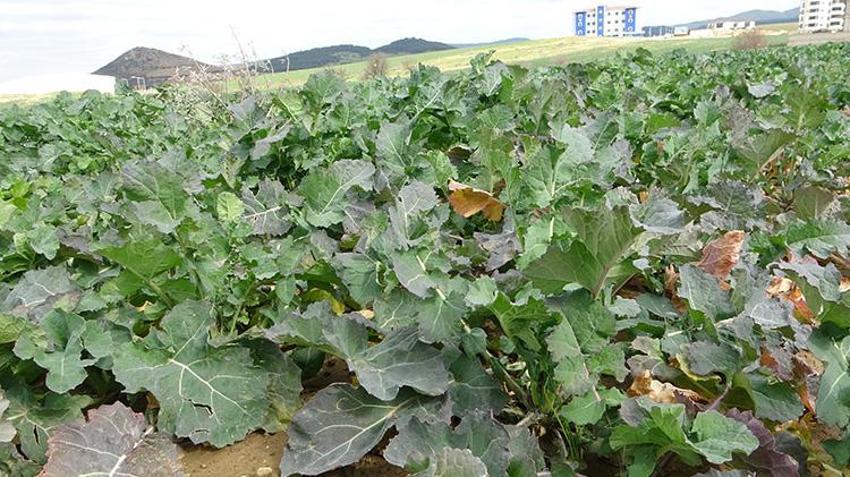 Edirne'de çiftçiye müjdeli haber: Bu üç uygulama doğru yapılırsa rekolte fırlayacak