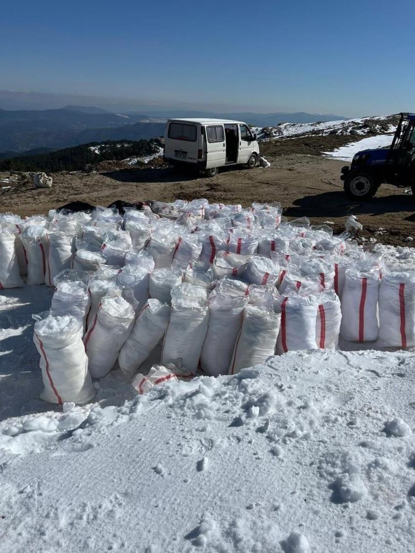 Bir ilçenin simgesiydi, dağlardan toplanır oldu! Yüzyıllık yönteme hazırlanıyor