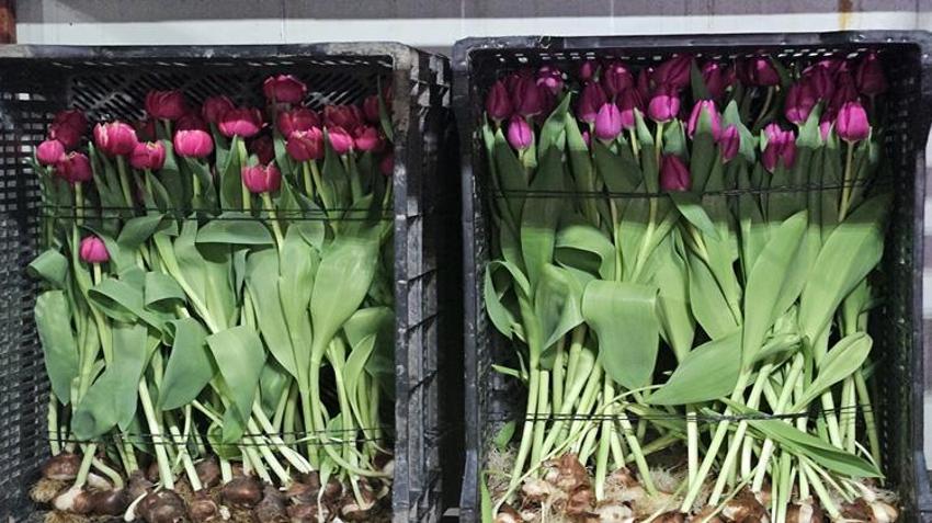 Türkiye'de tek! Sadece suyla 500 bin adet üretildi: Talep patladı, Antalya'dan tüm Türkiye'ye gönderiliyor