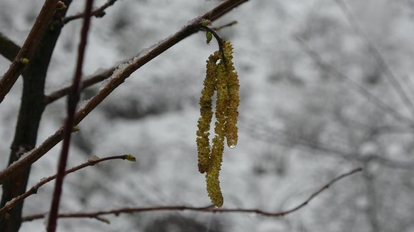 Ordu'da kar alarmı: Fındık dalları kar altında, uzmanlar don için tarih verdi