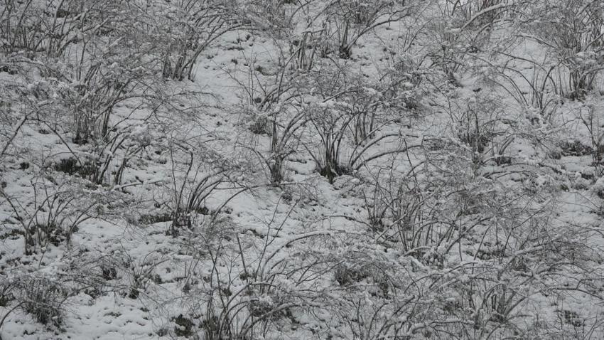 Ordu'da kar alarmı: Fındık dalları kar altında, uzmanlar don için tarih verdi