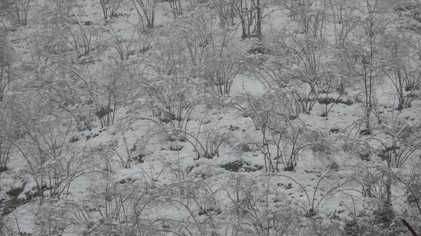 Ordu'da kar alarmı: Fındık dalları kar altında, uzmanlar don için tarih verdi