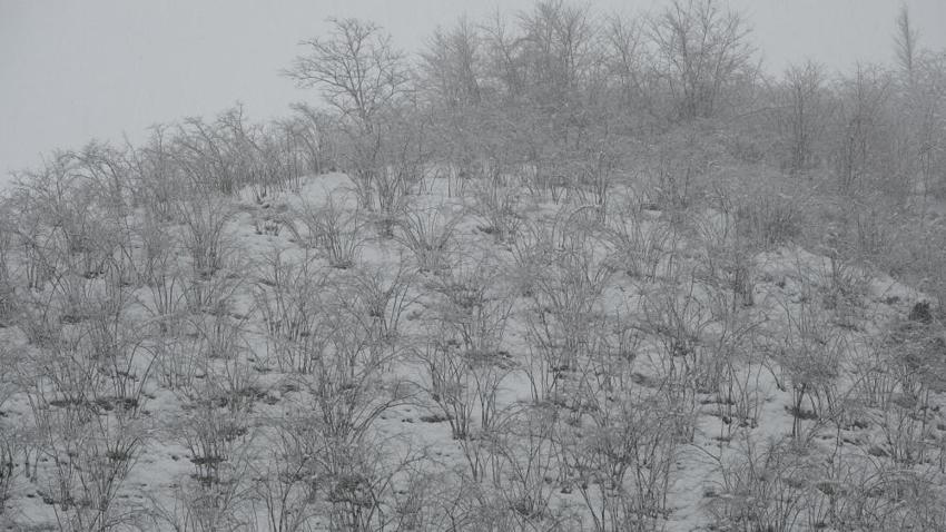 Ordu'da kar alarmı: Fındık dalları kar altında, uzmanlar don için tarih verdi