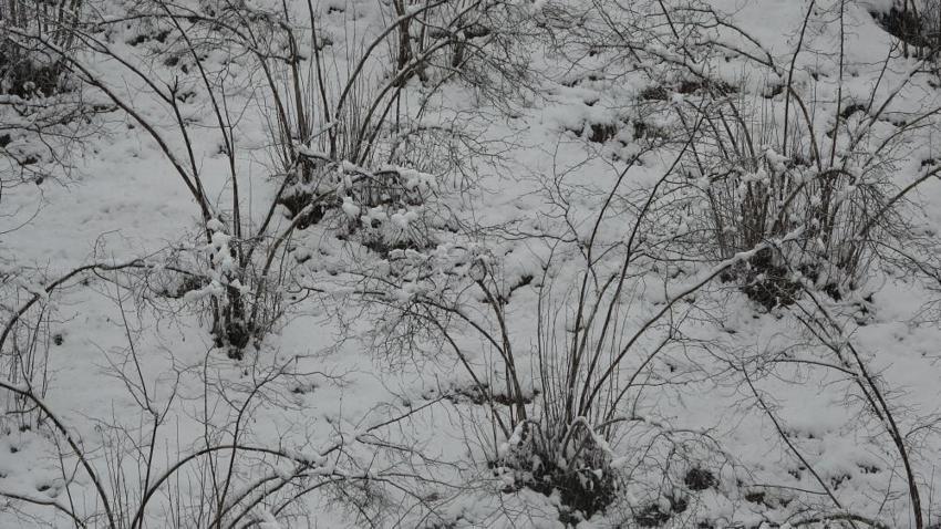 Ordu'da kar alarmı: Fındık dalları kar altında, uzmanlar don için tarih verdi
