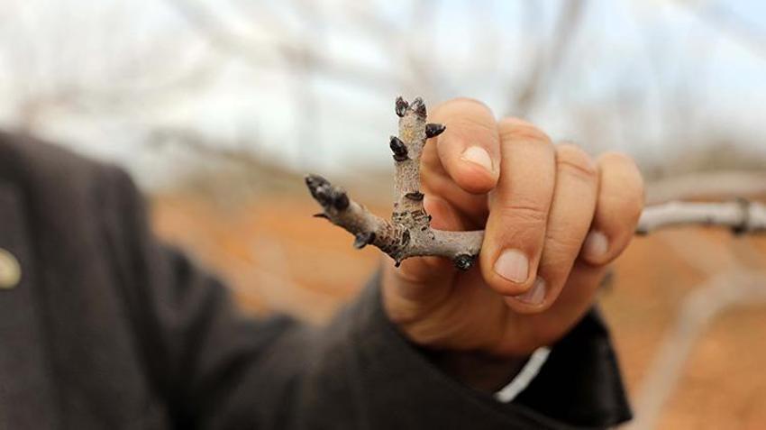 Gaziantepliler bu sene parayı bulacak! 'Yeşil altın'da rekor rekolte için her şey hazır