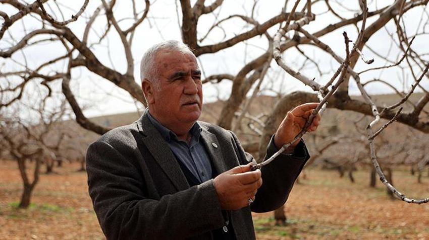 Gaziantepliler bu sene parayı bulacak! 'Yeşil altın'da rekor rekolte için her şey hazır