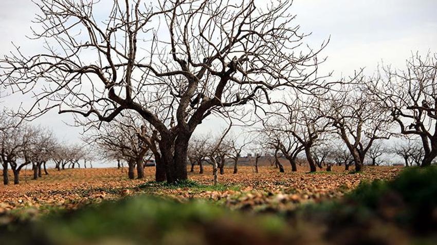 Gaziantepliler bu sene parayı bulacak! 'Yeşil altın'da rekor rekolte için her şey hazır