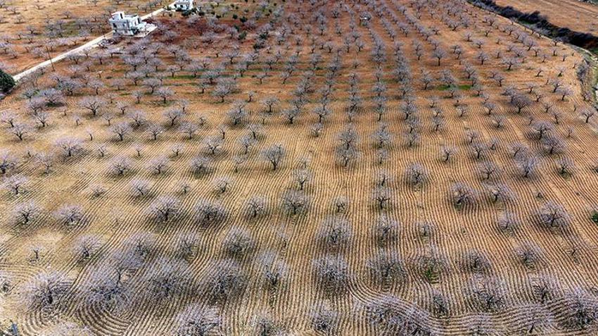 Gaziantepliler bu sene parayı bulacak! 'Yeşil altın'da rekor rekolte için her şey hazır