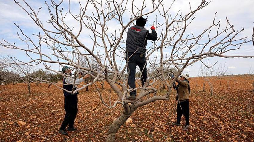Gaziantepliler bu sene parayı bulacak! 'Yeşil altın'da rekor rekolte için her şey hazır