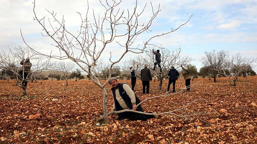 Gaziantepliler bu sene parayı bulacak! 'Yeşil altın'da rekor rekolte için her şey hazır