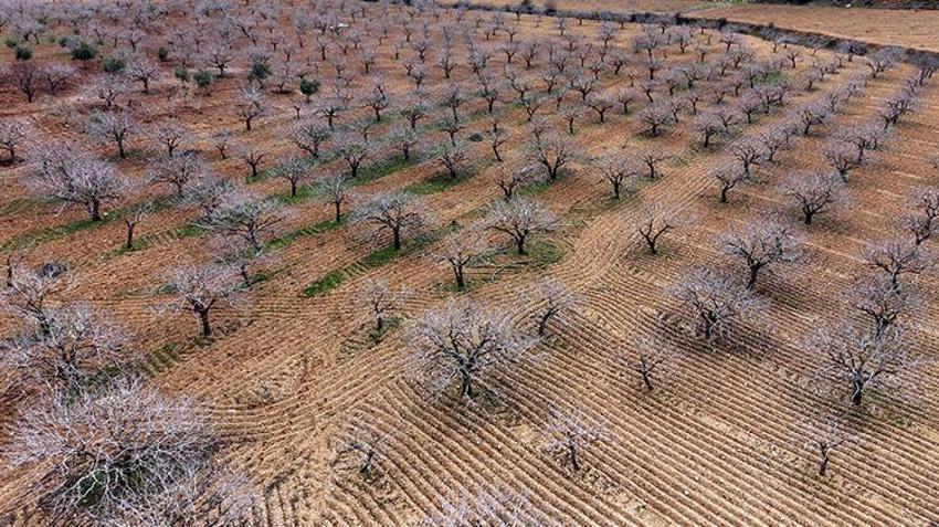 Gaziantepliler bu sene parayı bulacak! 'Yeşil altın'da rekor rekolte için her şey hazır