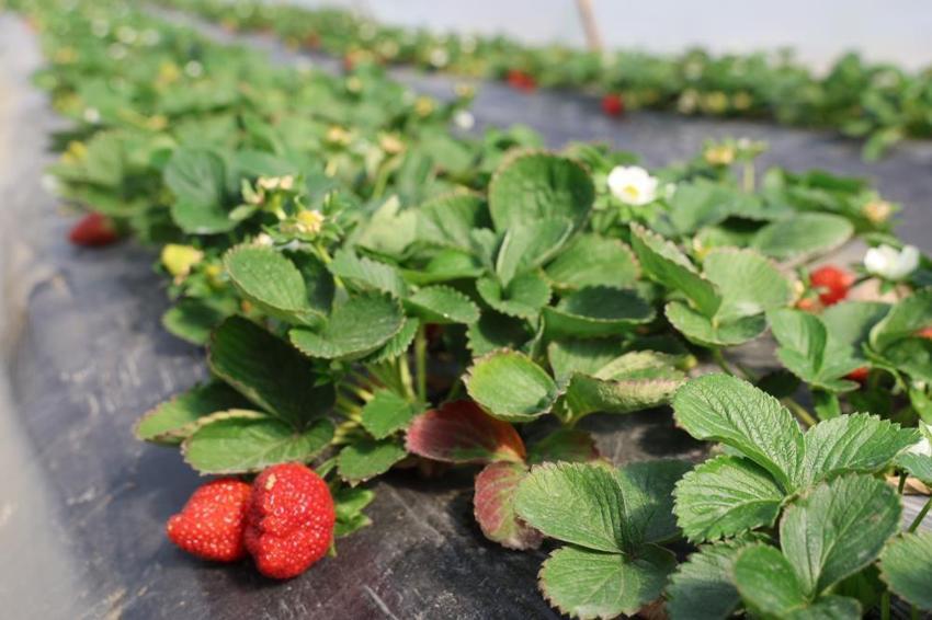 Adanalıların yeni gözdesi oldu: Jandarma koruyor! Narenciyenin devri bitti, kilosu 300 TL!