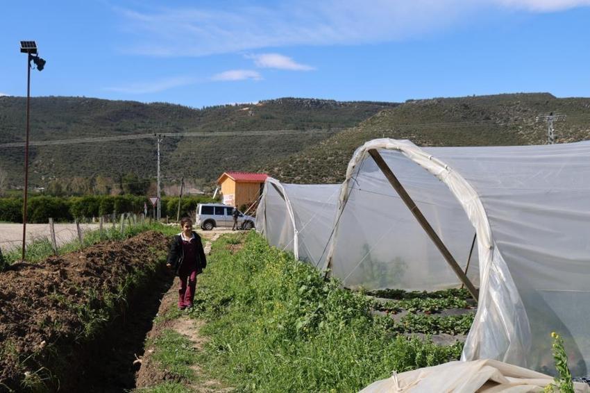 Adanalıların yeni gözdesi oldu: Jandarma koruyor! Narenciyenin devri bitti, kilosu 300 TL!