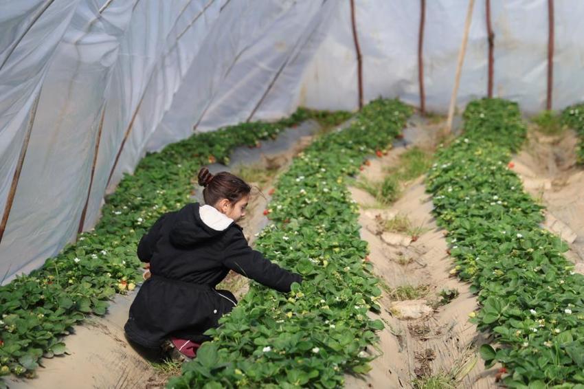 Adanalıların yeni gözdesi oldu: Jandarma koruyor! Narenciyenin devri bitti, kilosu 300 TL!