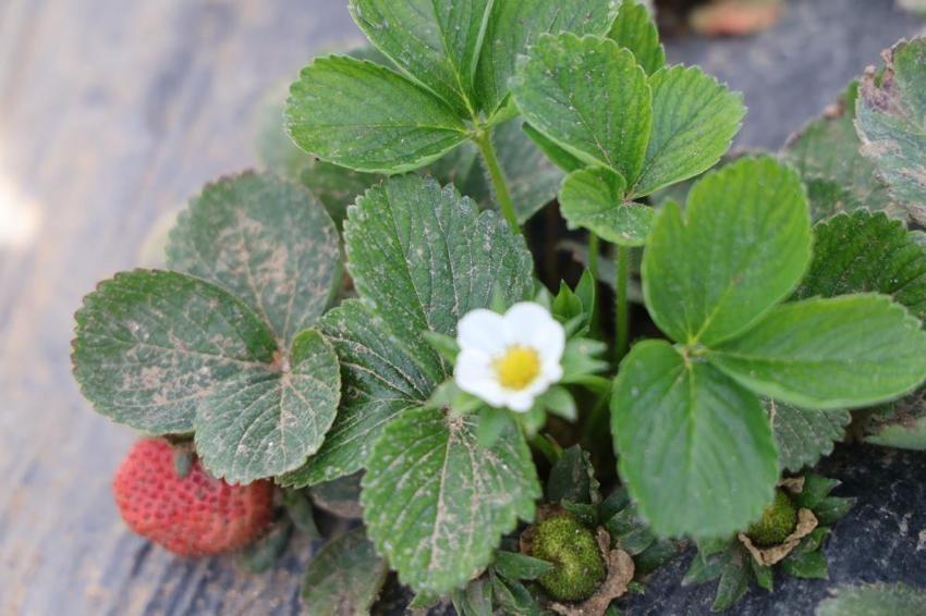 Adanalıların yeni gözdesi oldu: Jandarma koruyor! Narenciyenin devri bitti, kilosu 300 TL!