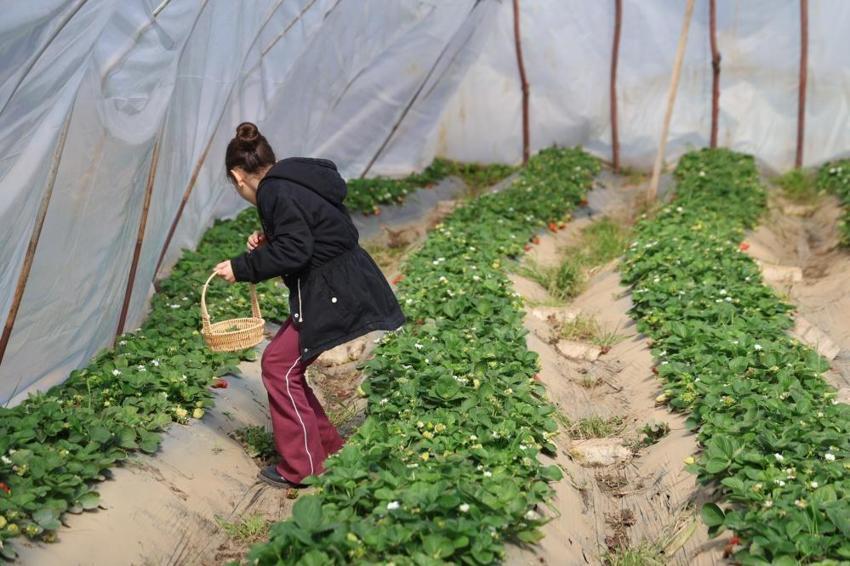 Adanalıların yeni gözdesi oldu: Jandarma koruyor! Narenciyenin devri bitti, kilosu 300 TL!