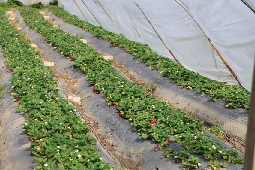 Adanalıların yeni gözdesi oldu: Jandarma koruyor! Narenciyenin devri bitti, kilosu 300 TL!