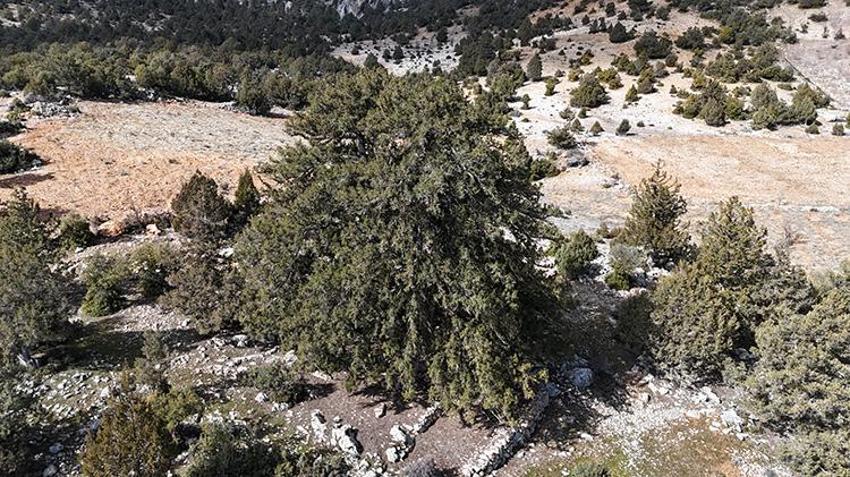 Türkiye'nin en yaşlı ağaçlarından biri Karaman'da! 19 asırdır ayakta, görenleri şaşırtıyor!