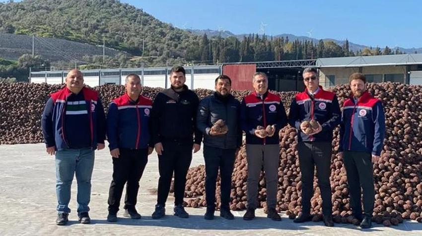 Aydın çam fıstığı dünyaya açılıyor! AB tescili meyvelerini veriyor, artık tüm dünyanın takibinde