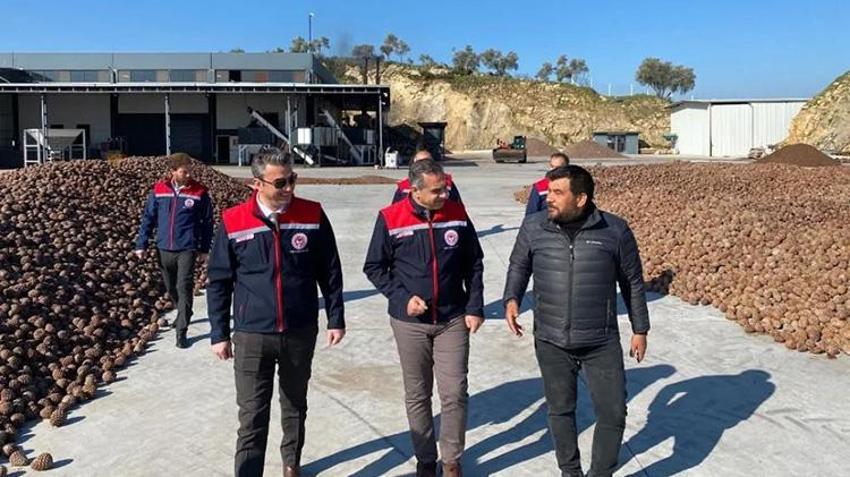 Aydın çam fıstığı dünyaya açılıyor! AB tescili meyvelerini veriyor, artık tüm dünyanın takibinde