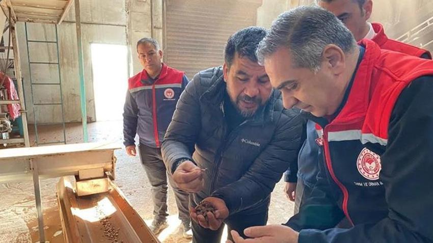 Aydın çam fıstığı dünyaya açılıyor! AB tescili meyvelerini veriyor, artık tüm dünyanın takibinde