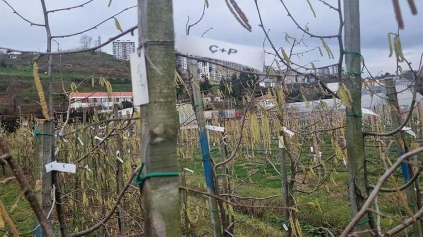 Fındık üreticileri dikkat! Tek bir hata tüm ürünü yok edebilir