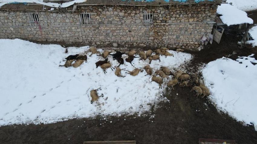 Erzincan'da besiciyi kahreden manzara! Yemi yiyen olduğu yere yığıldı: 'Fare zehri mi kattılar, keskin zehir mi kattılar?'